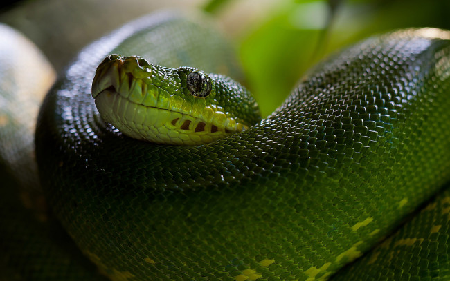 Обои картинки фото python, животные, змеи,  питоны,  кобры, глаз, чешуя, голова, зелёная, змея