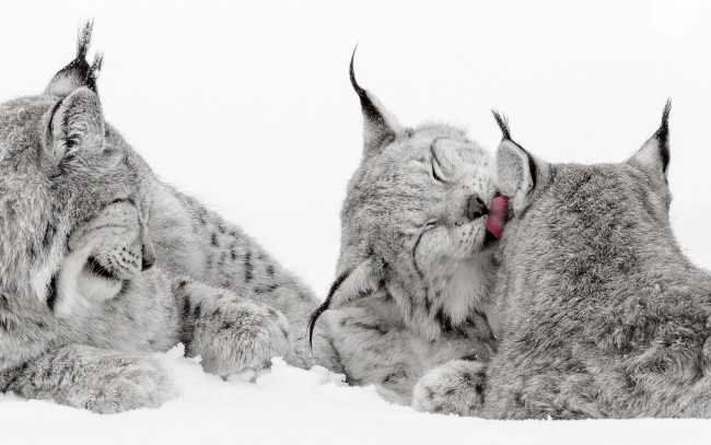 Обои картинки фото животные, рыси, снег, язык, кошки, зима