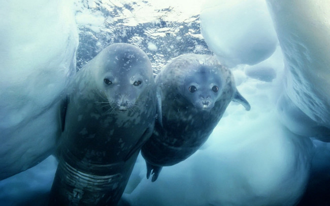 Обои картинки фото животные, тюлени,  морские львы,  морские котики, нерпы, пара, лед, вода, море
