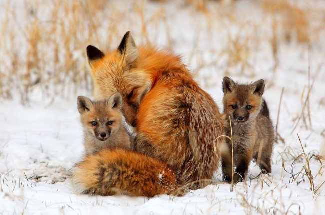 Обои картинки фото животные, лисы, поле, снег, трава, лисята, лиса