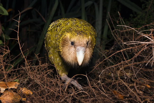 Обои картинки фото какапо, животные, попугаи, попугай, kakapo, джунгли, птица
