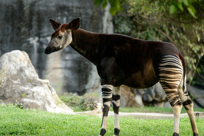 Обои картинки фото okapi, животные, жирафы, млекопитающее, парнокопытные