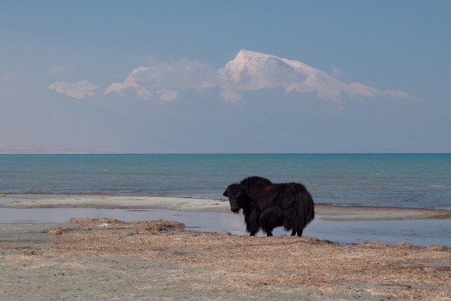 Обои картинки фото животные, коровы,  буйволы, Як, тибет, озеро, берег