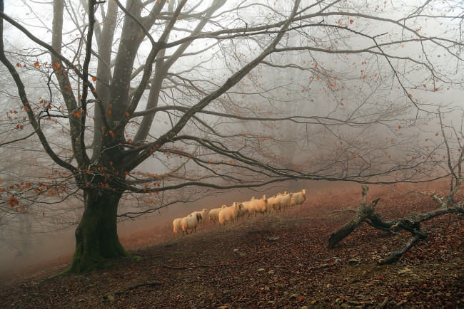 Обои картинки фото животные, овцы,  бараны, осень, дерево