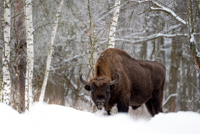 Обои картинки фото животные, зубры,  бизоны, лес, снег, бизон