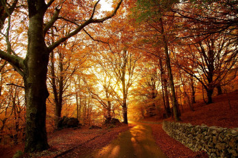 Картинка природа дороги листопад дорога деревья осень лес