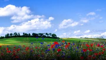 Картинка природа луга лето луг трава цветы васильки маки