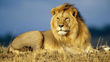Картинка животные львы лев трава саванна