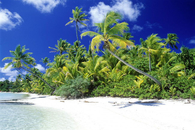 Обои картинки фото природа, тропики, пальмы, берег, песок, пляж, море, небо, облака