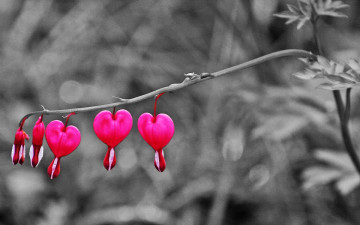 обоя цветы, дицентра , разбитое сердце, ветка, бутоны, розовые