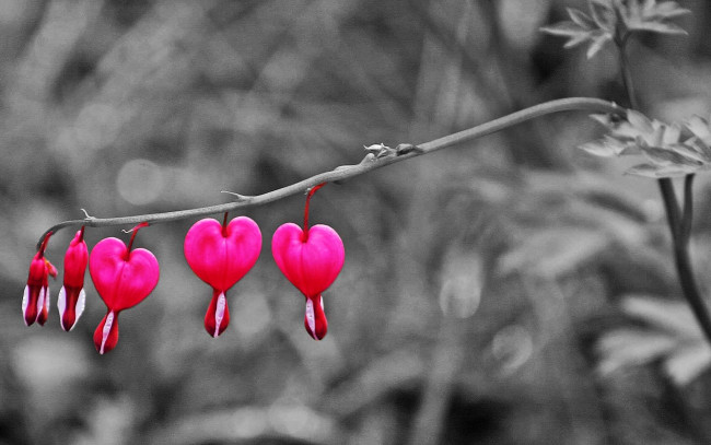 Обои картинки фото цветы, дицентра , разбитое сердце, ветка, бутоны, розовые