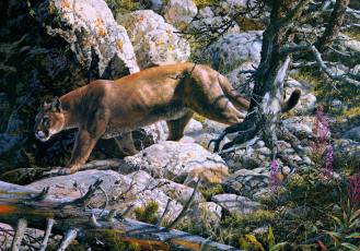 Картинка silent passage рисованные carl brenders painting cougar forest mountain lion mountains rocks beast of prey cat animal