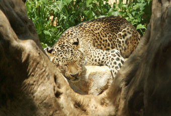 Картинка животные леопарды спит леопард дерево