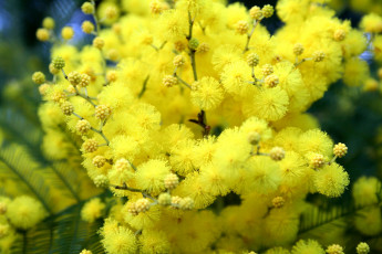 обоя цветы, мимоза, пушистый, желтый