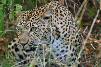 Картинка животные леопарды охота леопард притаился