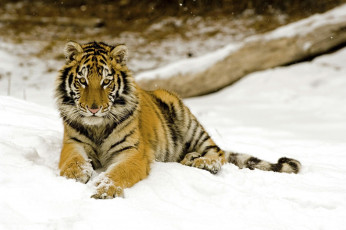 Картинка животные тигры снег тигр лежит