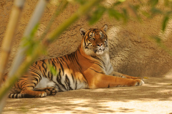 Картинка животные тигры тигр лежит смотрит