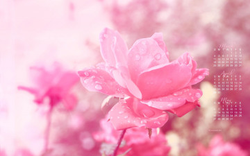 Картинка календари цветы капли роза