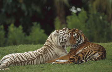 Картинка животные тигры ласка пара тигр травва