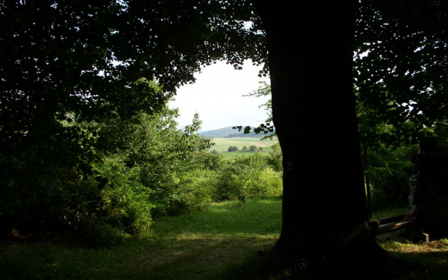Обои картинки фото природа, деревья, скамейка, трава, дерево
