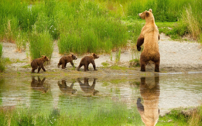 Обои картинки фото животные, медведи, медвежата, медведица, прогулка, вода