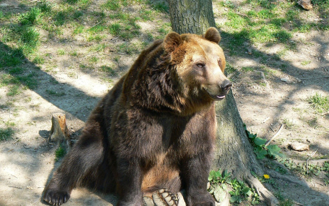Обои картинки фото животные, медведи, трава, дерево, медведь