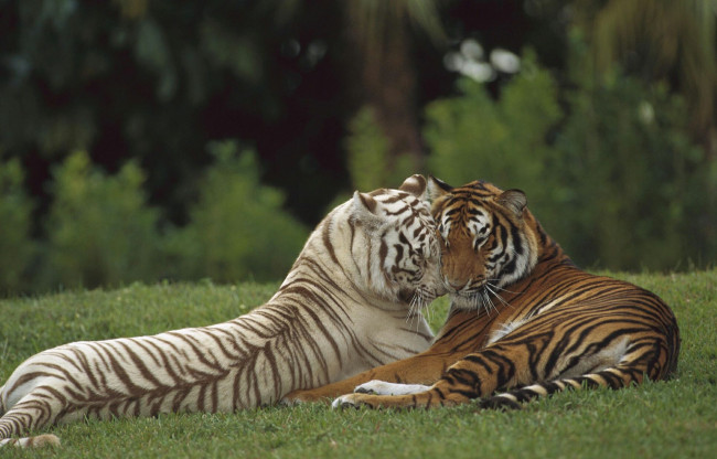 Обои картинки фото животные, тигры, ласка, пара, тигр, травва