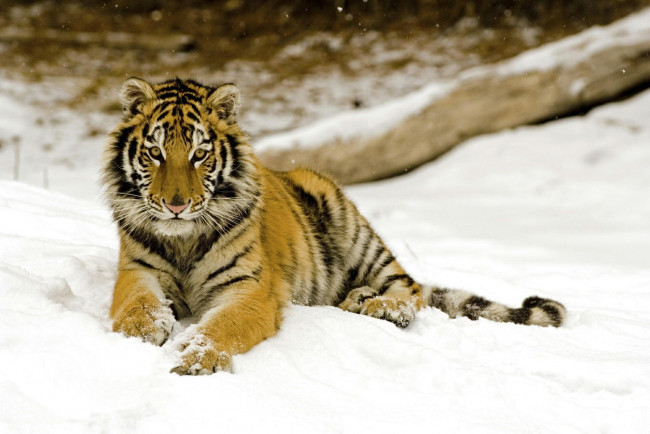 Обои картинки фото животные, тигры, снег, тигр, лежит