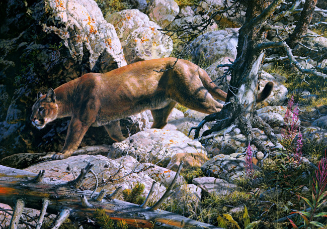 Обои картинки фото silent, passage, рисованные, carl, brenders, painting, cougar, forest, mountain, lion, mountains, rocks, beast, of, prey, cat, animal