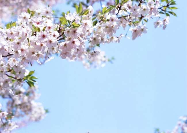 Обои картинки фото цветы, цветущие, деревья, кустарники, весна, небо, цветение, ветки