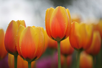 Картинка цветы тюльпаны нежность цветение лепестки тюльпан