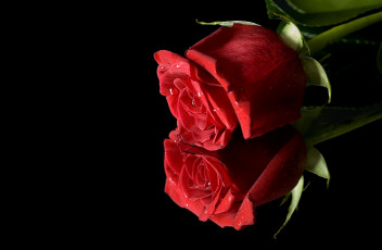Картинка цветы розы роза красный отражение бутон