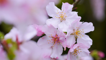 Картинка цветы сакура +вишня листья цветки цветущая веточка ветка