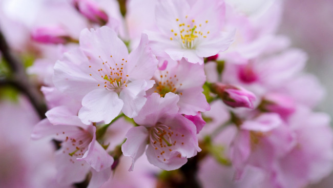 Обои картинки фото цветы, сакура,  вишня, цветущая, веточка, листья, цветки, ветка