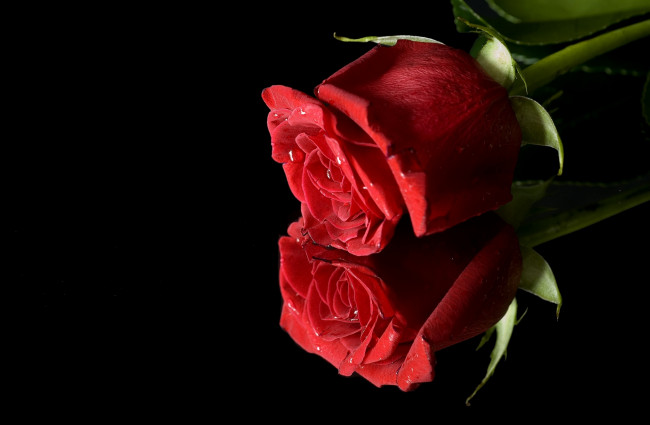 Обои картинки фото цветы, розы, роза, красный, отражение, бутон