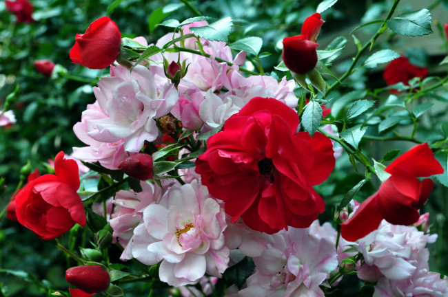 Обои картинки фото цветы, розы, розовый, красный