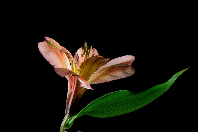 Обои картинки фото цветы, альстромерия, лилия