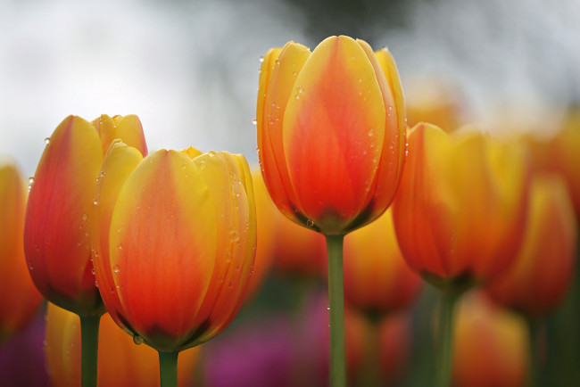 Обои картинки фото цветы, тюльпаны, нежность, цветение, лепестки, тюльпан