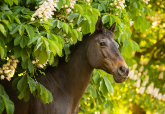 Картинка животные лошади конь природа фон