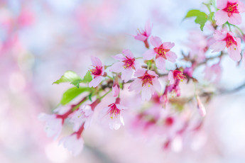 Картинка цветы сакура +вишня весна розовый ветка