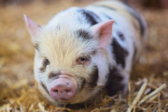 Картинка животные свиньи +кабаны сарай свинья фон