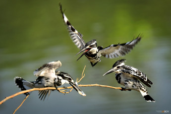Картинка животные зимородки птицы трио
