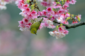 Картинка животные белоглазки ветка вишня сакура цветки цветение птица Японская белоглазка