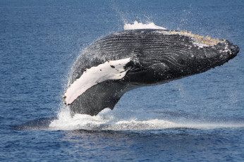Картинка животные киты +кашалоты кит млекопитающее морские море океан прыжок