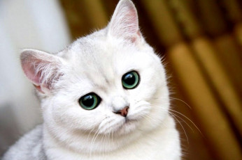 Картинка животные коты взгляд белая кот кошка