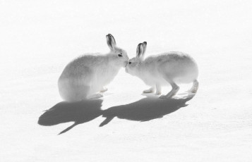 обоя животные, кролики,  зайцы, природа, снег
