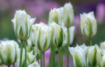 Картинка цветы тюльпаны белый макро бутоны