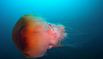 Картинка животные медузы медуза подводный мир море океан