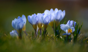 Картинка цветы крокусы весна шафран крокус голубой