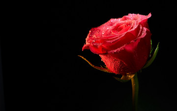 Картинка цветы розы цветок роза фон